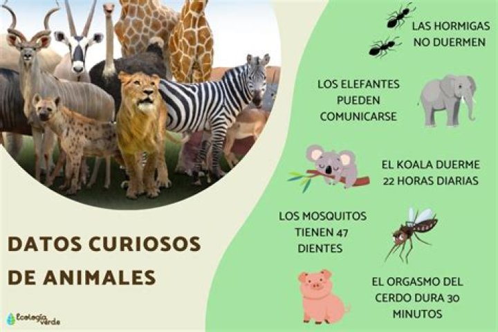 10 datos s&uacute;per curiosos sobre los tr&eacute;boles Telemundo