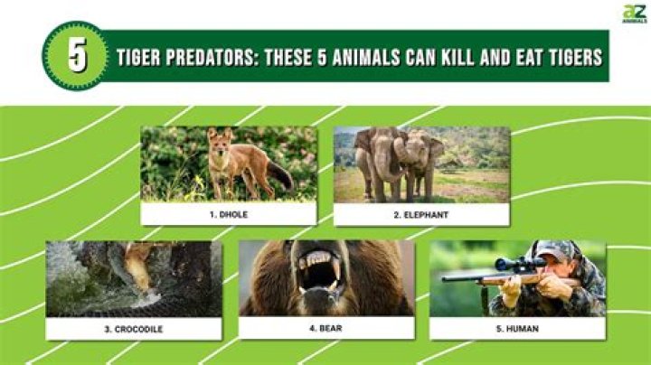 3 Predators That Hunt Humans: Beware In The Wild