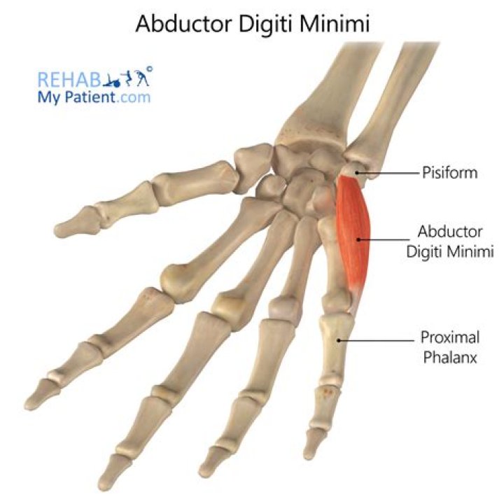 Abductor Digiti Minimi (Hand) Rehab My Patient