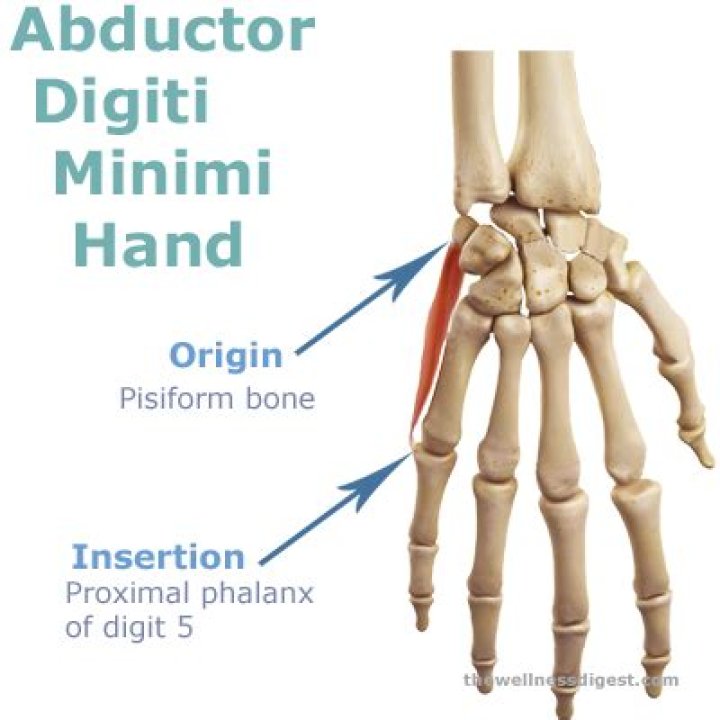 Abductor Digiti Minimi Origin, Insertion, Action & Nerve Supply &raquo; How