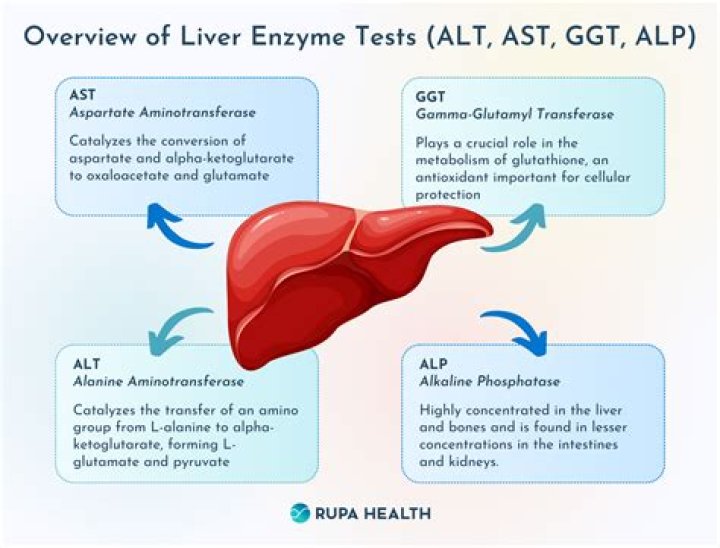 Abnormal Liver Enzymes &mdash; The Intern at Work