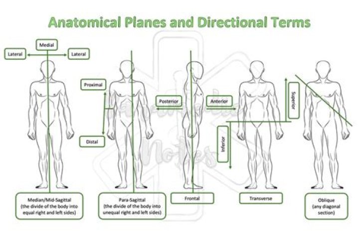 Anatomical Planes and Directional Terms EMT Training Base