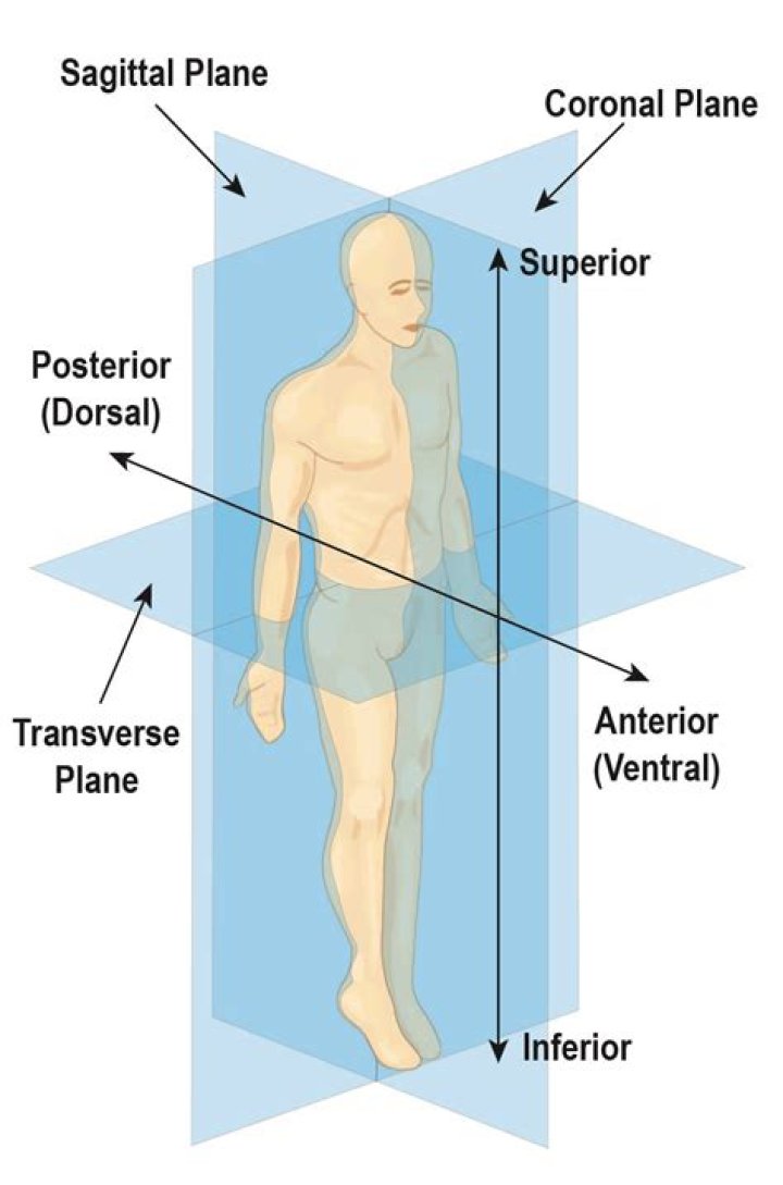 Anatomical planes or sections for human medical body division outline