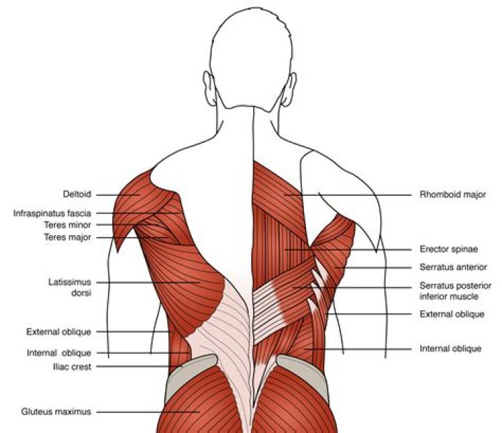 Anatomy Of The Back Internal Organs Male Torso with Muscles and