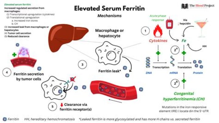 Arızalı Doğurmak işkence ferritin serum high şaşkın bol ciddi anlamda