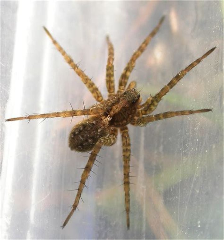 Arachnerds Wolf Spiders Pardosa sp.