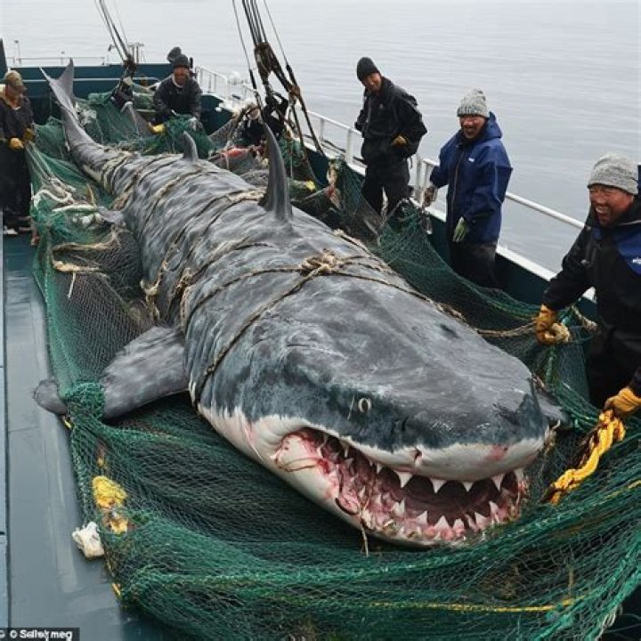 Are Megalodon's still alive in 2021?