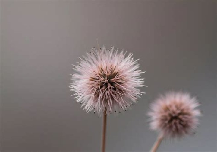 Attitude Seed Bank Review (Updated For 2024) My Experience Flower And Freedom