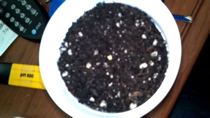 Attitude Seeds Promo Cali Connection Seedling Gets Planted YouTube