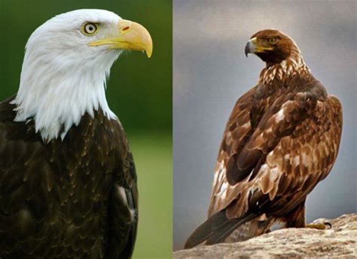 Bald Eagle and Golden Eagle Tail Feathers