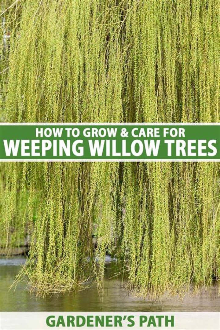 Best OSRS Willow Tree Cutting Guide For Quick Woodcutting