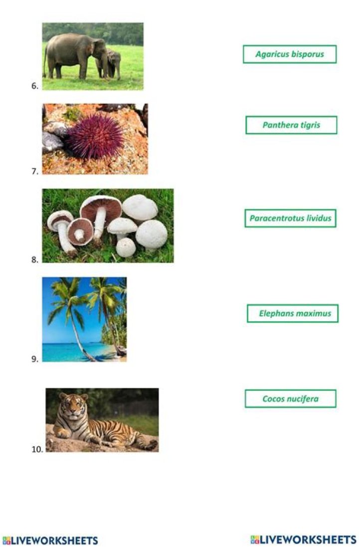 Binomial Nomenclature Biology Simple