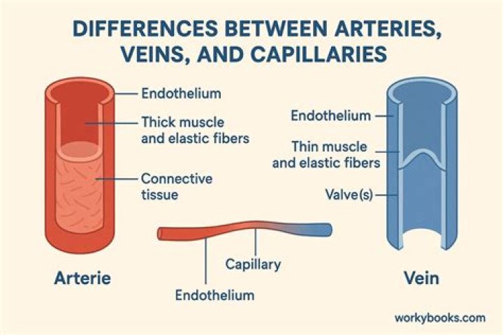Blood vessel Definition, Anatomy, Function, & Types Britannica