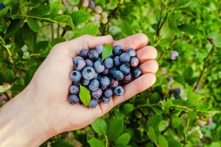 Blueberries show surprising health benefits NaturalHealth365