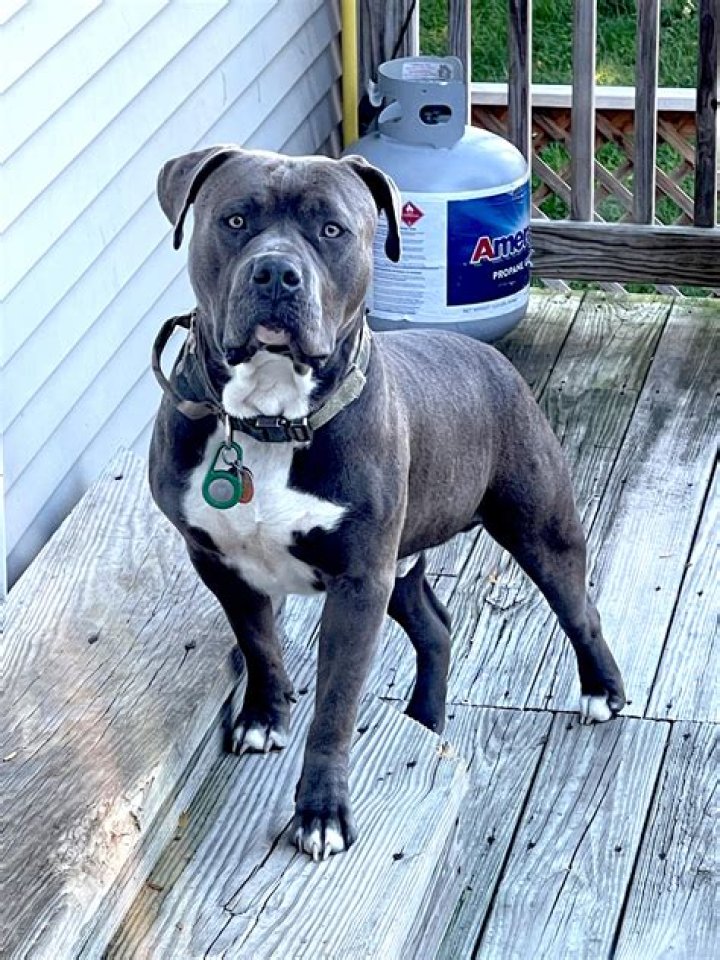 Cachorros Pitbull Bully Xl 2,500.00 en Mercado Libre