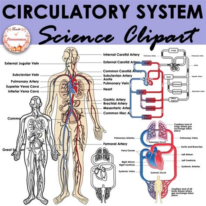 Circulatory System & Respiration System By Jordan Monfort, April
