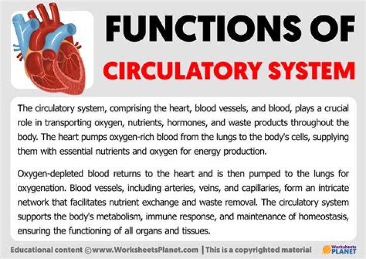 Circulatory System Function, Parts, Role SchoolWorkHelper