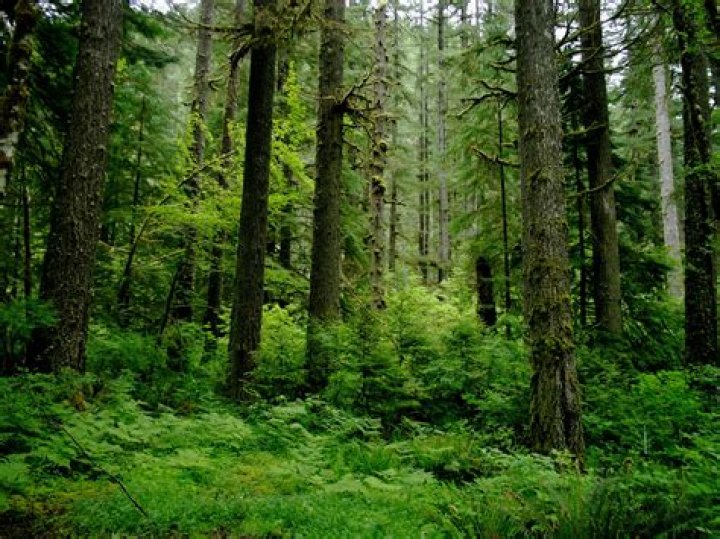 Coastal temperate rain forest, Drift Creek, Oregon. Temperate