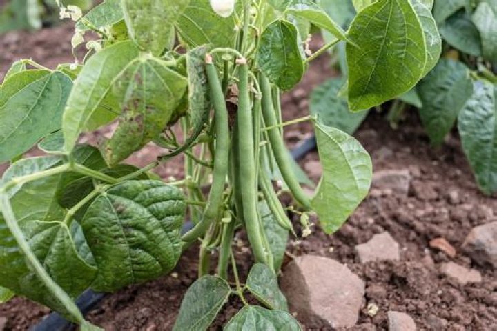 Common bean Description, Varieties, Origin, & Facts Britannica