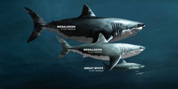 Cooper River Diving for Megalodon Shark Fossils