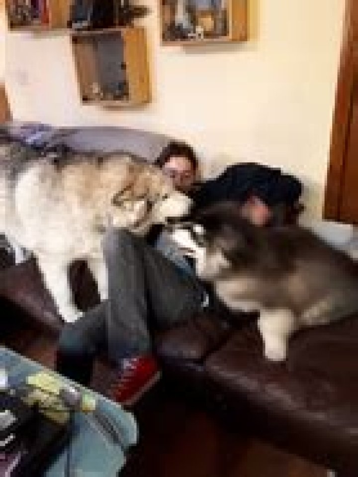 Daniel Condren Yogscast Wiki Fandom