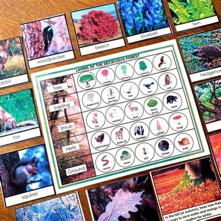Deciduous Forest Animals Plants Facts Biome Pack Montessori Nature