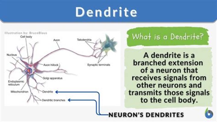 Dendrite definition &mdash; Neuroscientifically Challenged