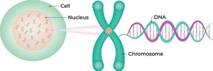 DNA in the cell Chromosome, Human genome, Fact sheet