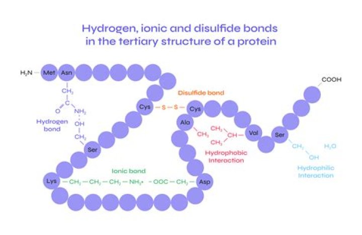 Do hydrophobic amino acids hydrogen bond publishingnaxre