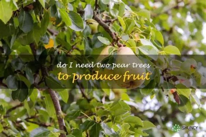Do I Need Two Pear Trees To Get Fruit Fruit Trees