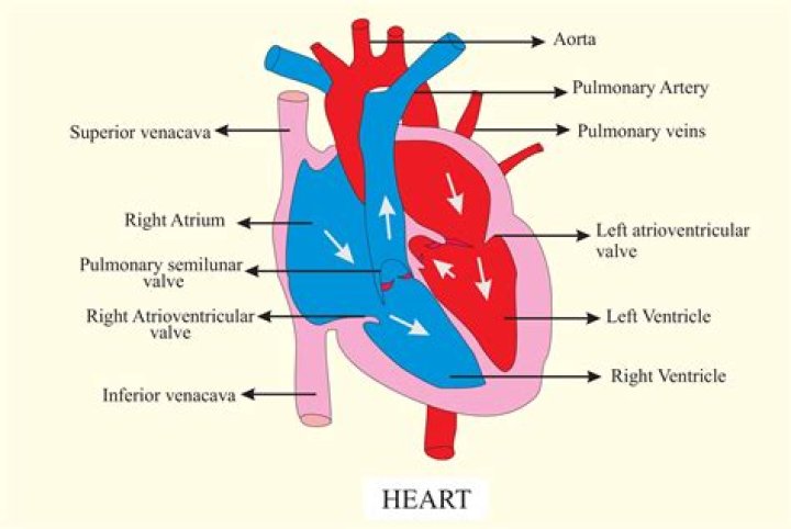 Does The Aorta Carry Oxygenated Blood Steve Gallik