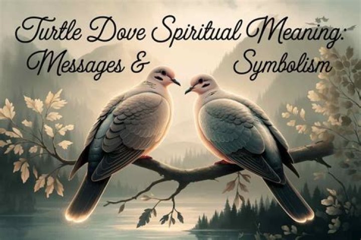 Dove Symbolism & Meaning Spirit, Totem & Power Animal (2022)