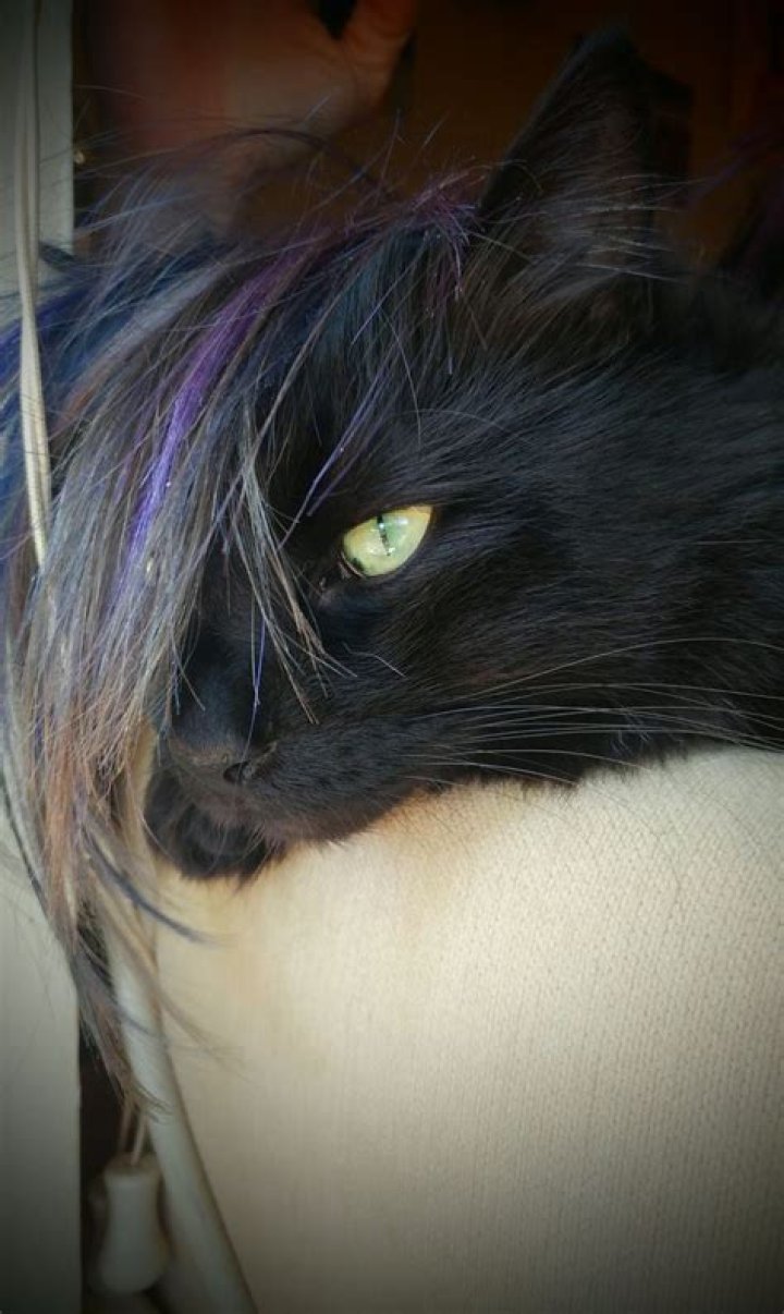 Emo Cat It's Not a Phase Mom! http// Punk cats, Pet