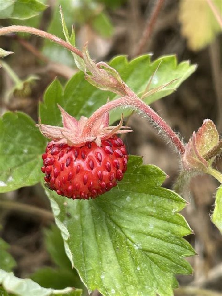 Fragaria Vesca Minnesota