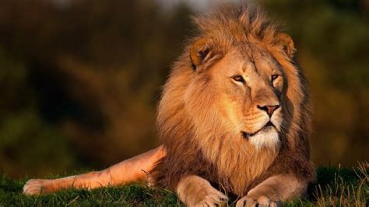 Free Images wildlife, mane, fauna, savanna, whiskers, grassland