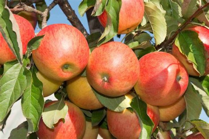 Fruit Trees Home Gardening Apple, Cherry, Pear, Plum Fruit Tree