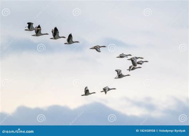 Geese Flying in the Sky Picture Free Photograph Photos Public Domain