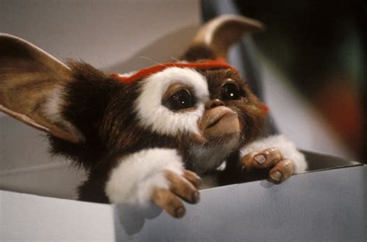 Gizmo Gremlins Photo (33863127) Fanpop