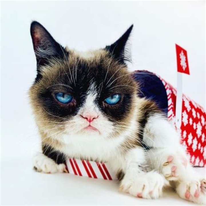Grumpy Cat Grumpy cat humor, Grumpy cat, Cute jokes