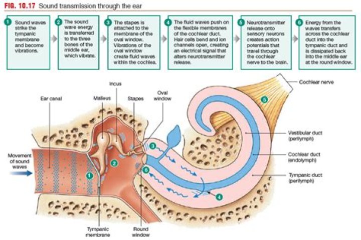 Hearing, Transmission of sound waves in Cochlea, Functions of Cochlea