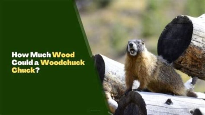 How Much Wood Could a Woodchuck Chuck