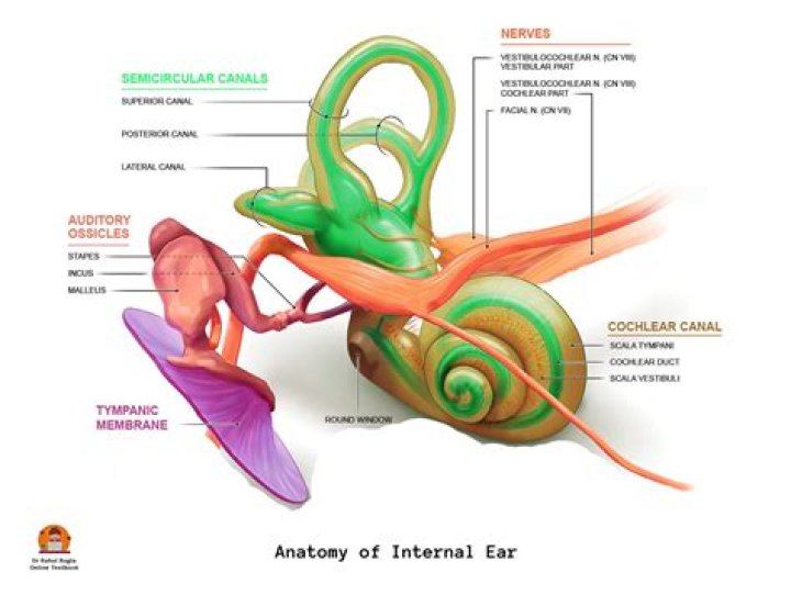 Human Ear Diagram And Functions