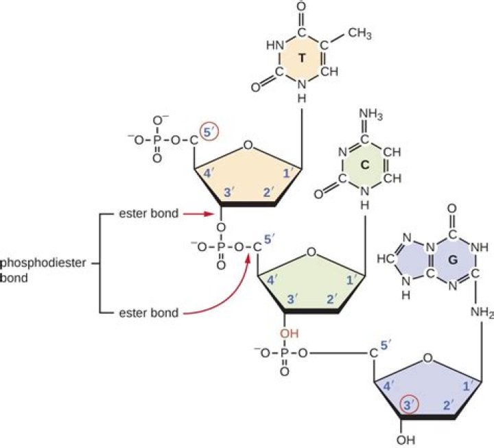 In the DNA backbone, which bonds exactly are considered ester bonds