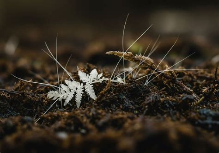 Inert Matter Meaning & Definition in Biology WhatMaster