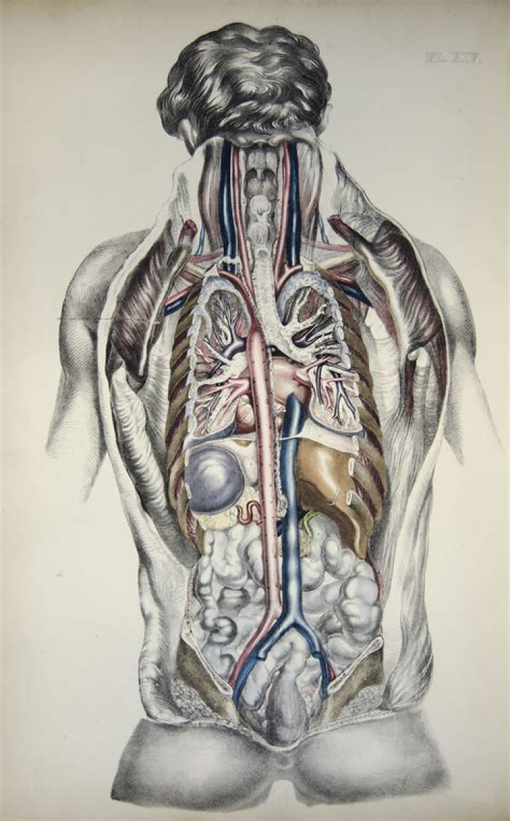 internal organs (rear view) Plate 14 from Medical anatomy;&hellip; Flickr