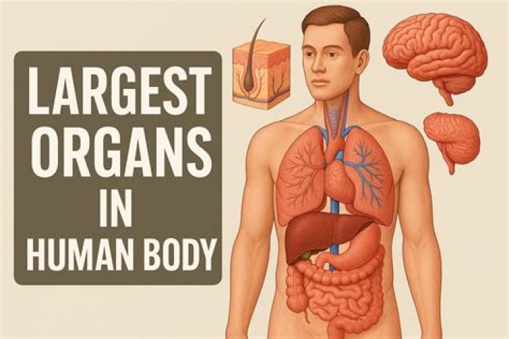 Largest Organ in the Body Sebastian Davies