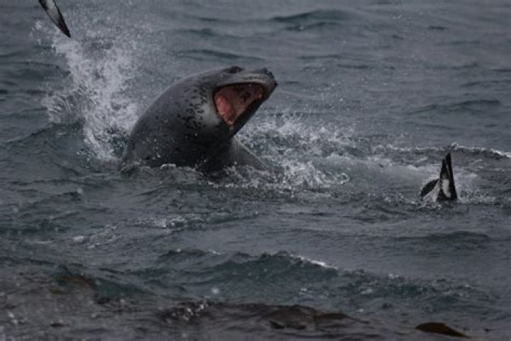 Leopard seals filmed sharing food for the first time