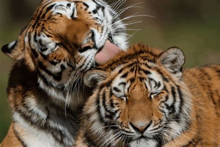 Longleat VIP Experiences 2021