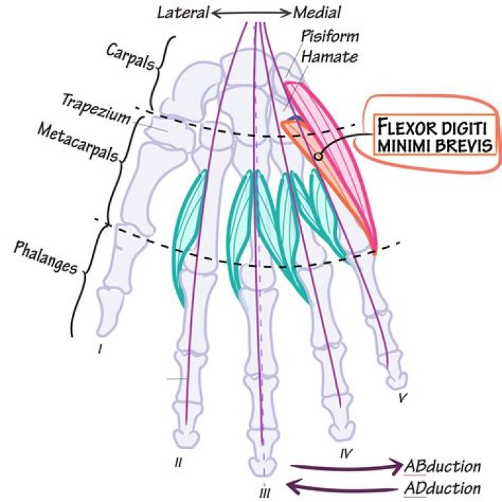 Master The Art Of Hand Dexterity: Strengthening The Adductor Digiti Minimi