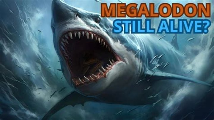 Megalodon still alive YouTube
